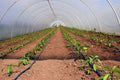 PVC DIY Greenhouse Plans - Hoop House Grow Veggies Plants 10'x12' Build Your Own